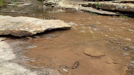 Bergquellwasserstrom,-Der-Riesige-Sandsteinfelsen-Mit-Grünem-Moos,-Algen-Und-Grünen-Pflanzen-Hinunterfließt---Kristallklares-Trinkwasser,-Meditation,-Ruhige-Und-Friedliche-Beruhigung-Der-Natur-Im-Freien