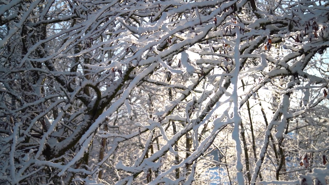 White Snow covered the branches of a tree while some snow is melting due to the sun and falling down. Slowly panning Close up shot.