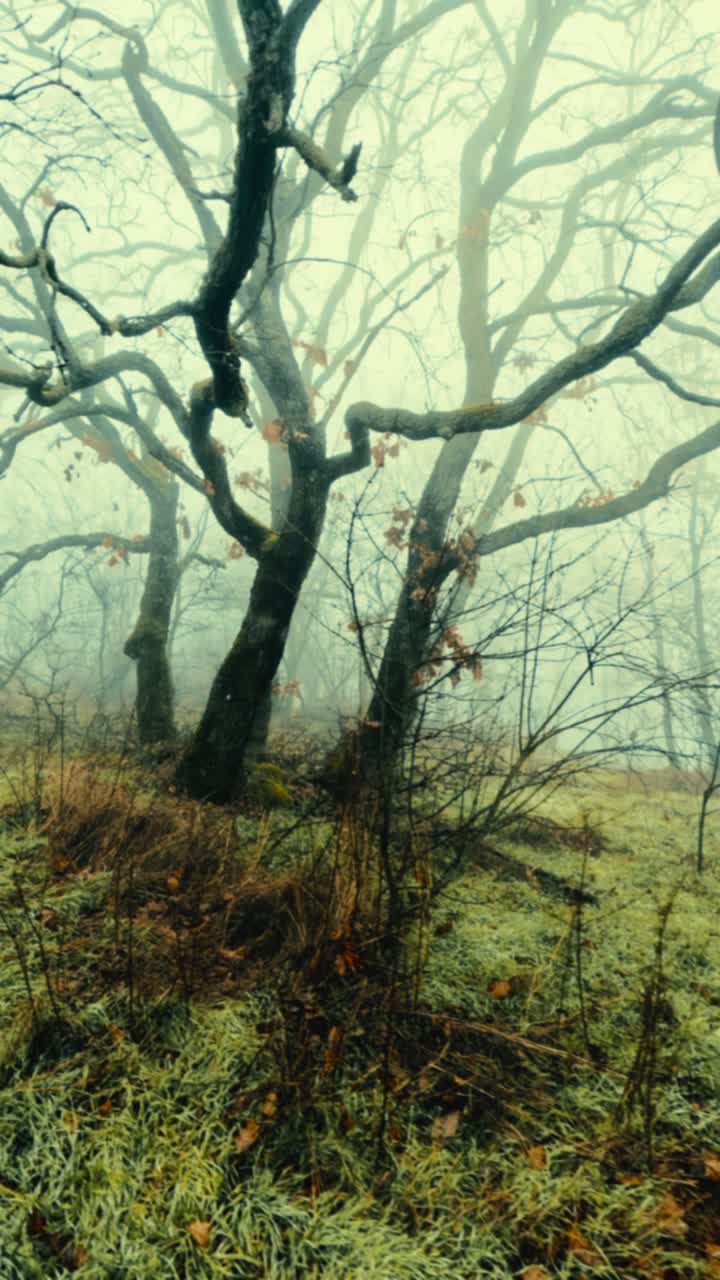 Filmato POV verticale dai colori intensi di una passeggiata attraverso un bosco invernale nebbioso. Terreno fangoso con un'atmosfera misteriosa.