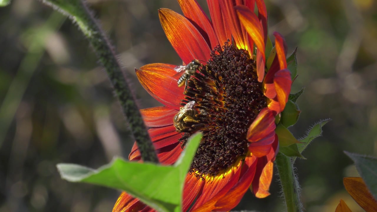 Close-up of red sunflower with honey bees arriving to gather nectar, colorful garden nature