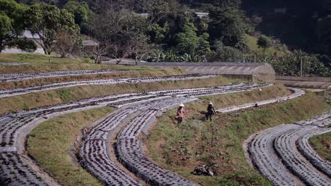 farmers working in terraced fields with crops and greenhouses