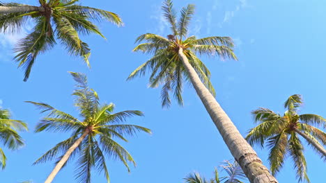 the tops of coconut palms dance in the ocean breeze