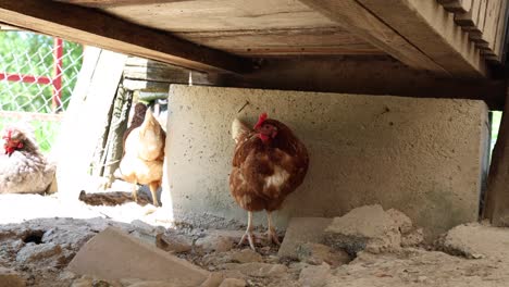 Muchas-Gallinas-Rojas-En-Un-Día-De-Verano-En-El-Pueblo.