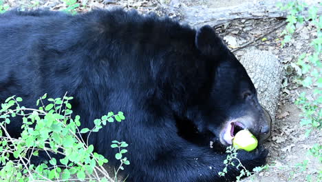 a black bear eats a green apple with his hands, on a forest ground, trunks and bushes