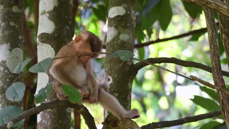 Northern-Pig-tailed-Macaque,-Macaca-leonina,-Khao-Yai-National-Park