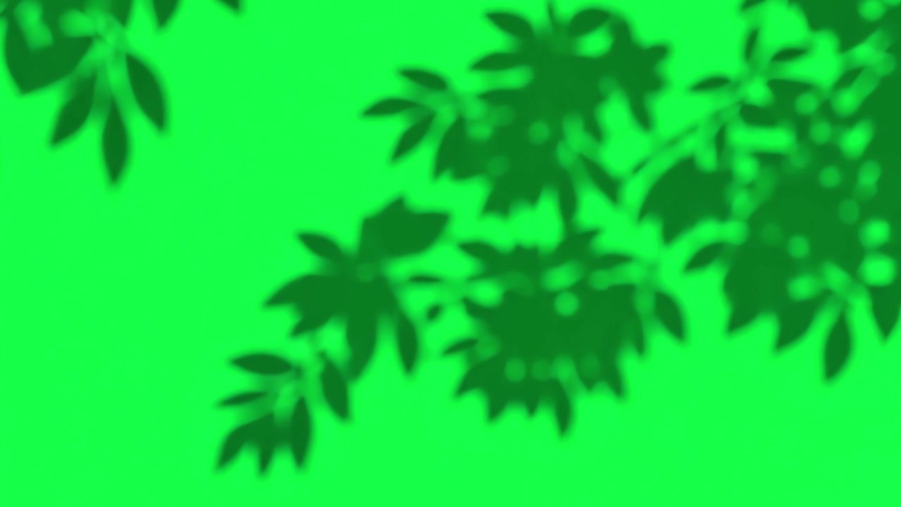 Shadow of Tree Leaves Swaying on Green Screen Background