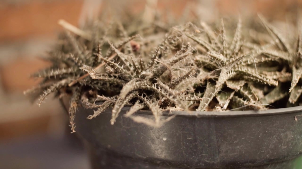 Macro close-up shows dry branching plant stems growing from black pot, with fine textures and muted earthy tones against a softly blurred background.