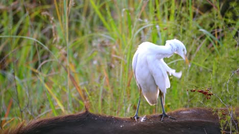 tracking shot of an egret plucking itself whilst standing on the back of a buffalo