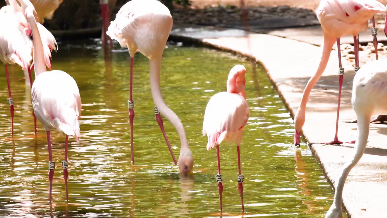 Flamingos gracefully wade and dip their beaks in the water, showcasing their elegant movements and social behavior.