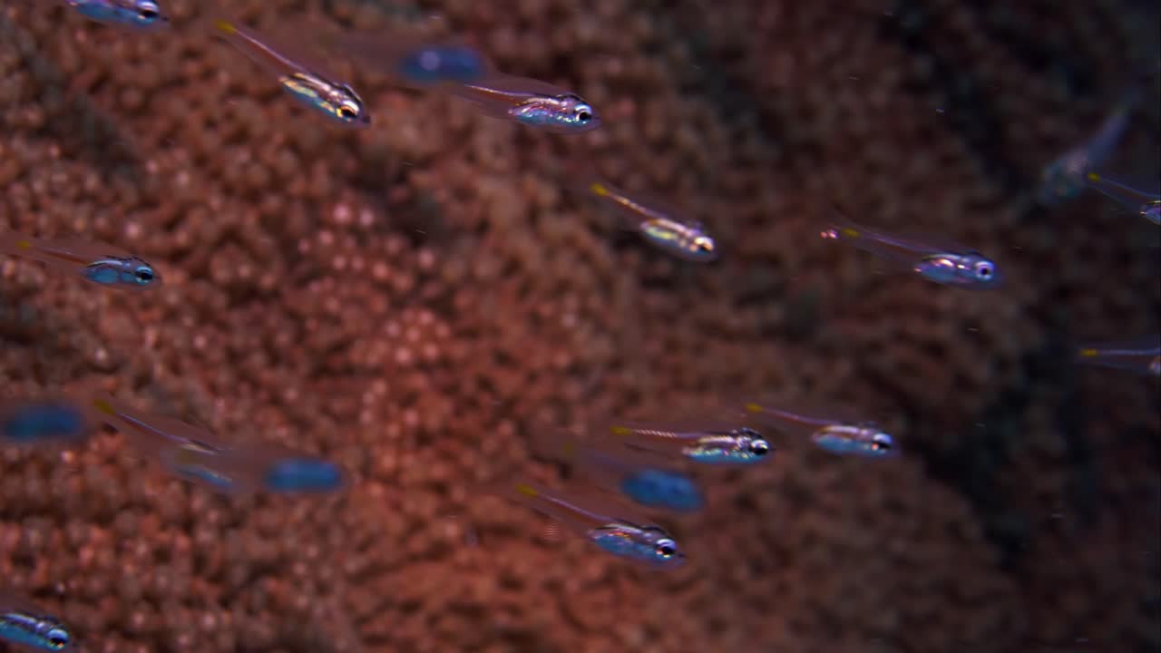 larvas de peces nadando libremente en el océano