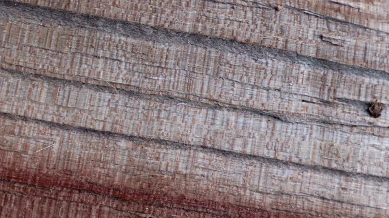 스 모션 애니메이션 나무 텍스처 배경은 불투명 도구 또는 루마 매트를 사용하여 오래된 영화 효과에 유용합니다.