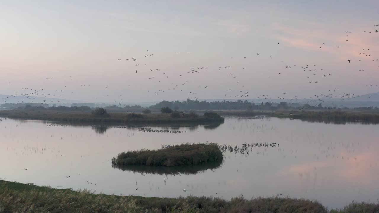 Birds Over a Calm Wetland at Dawn/Dusk