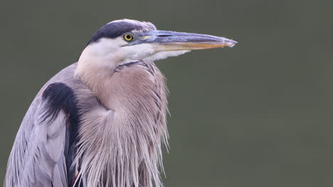 a gray heron sitting in the rain and watching the world