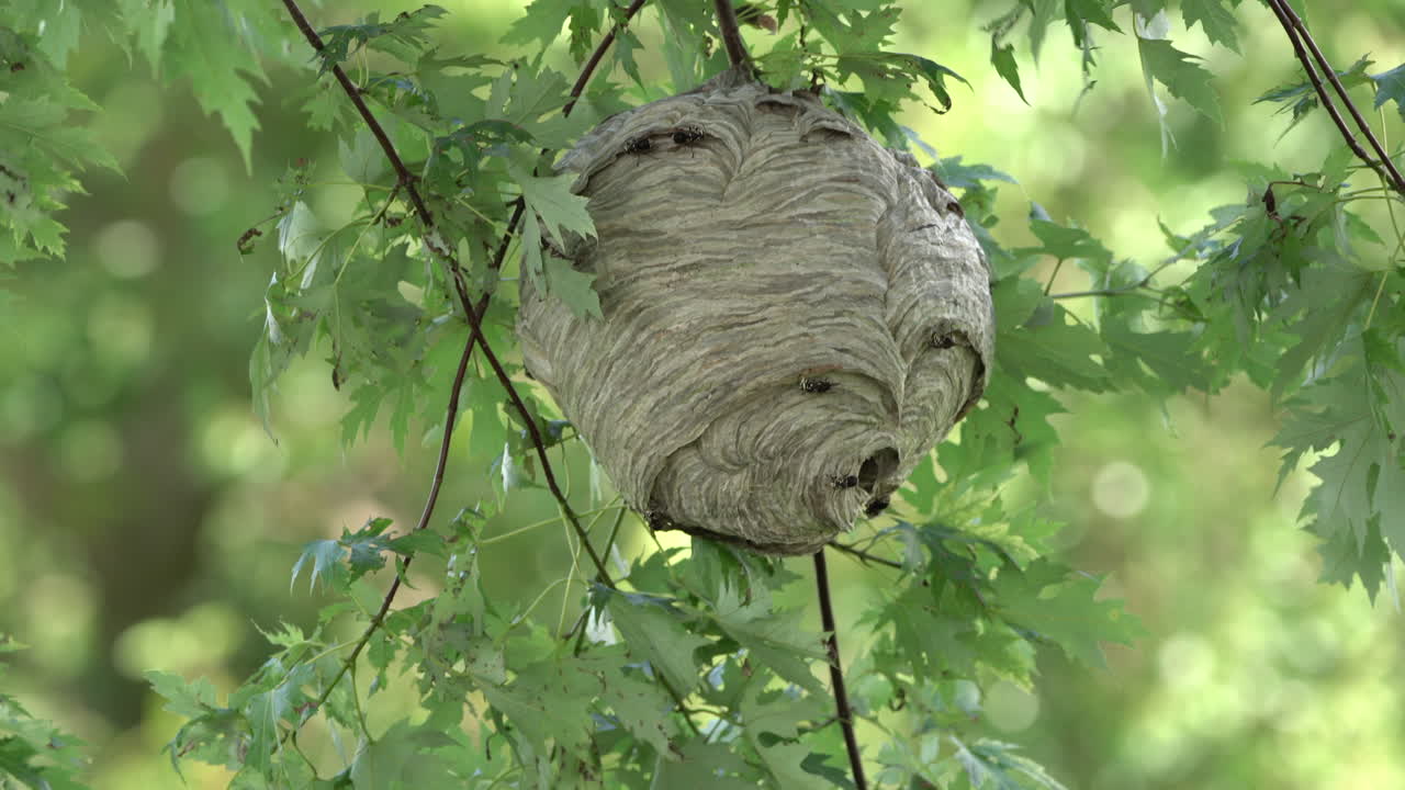 A paper wasp nest hanging from a tree in the woods in the wilderness in the summertime