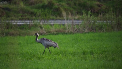 Gran-Pájaro-Grulla-Eurasiática-Forrajeando-En-El-Paisaje-De-Hierba-Verde