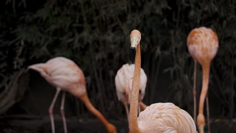 crías de flamencos caribeños en la península de yucatán, sudamérica