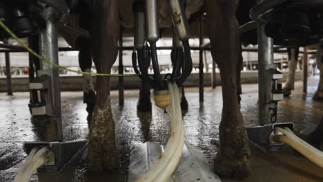 cows standing in milking carousel parlour with vacuum pump on udder extracting milk, close up