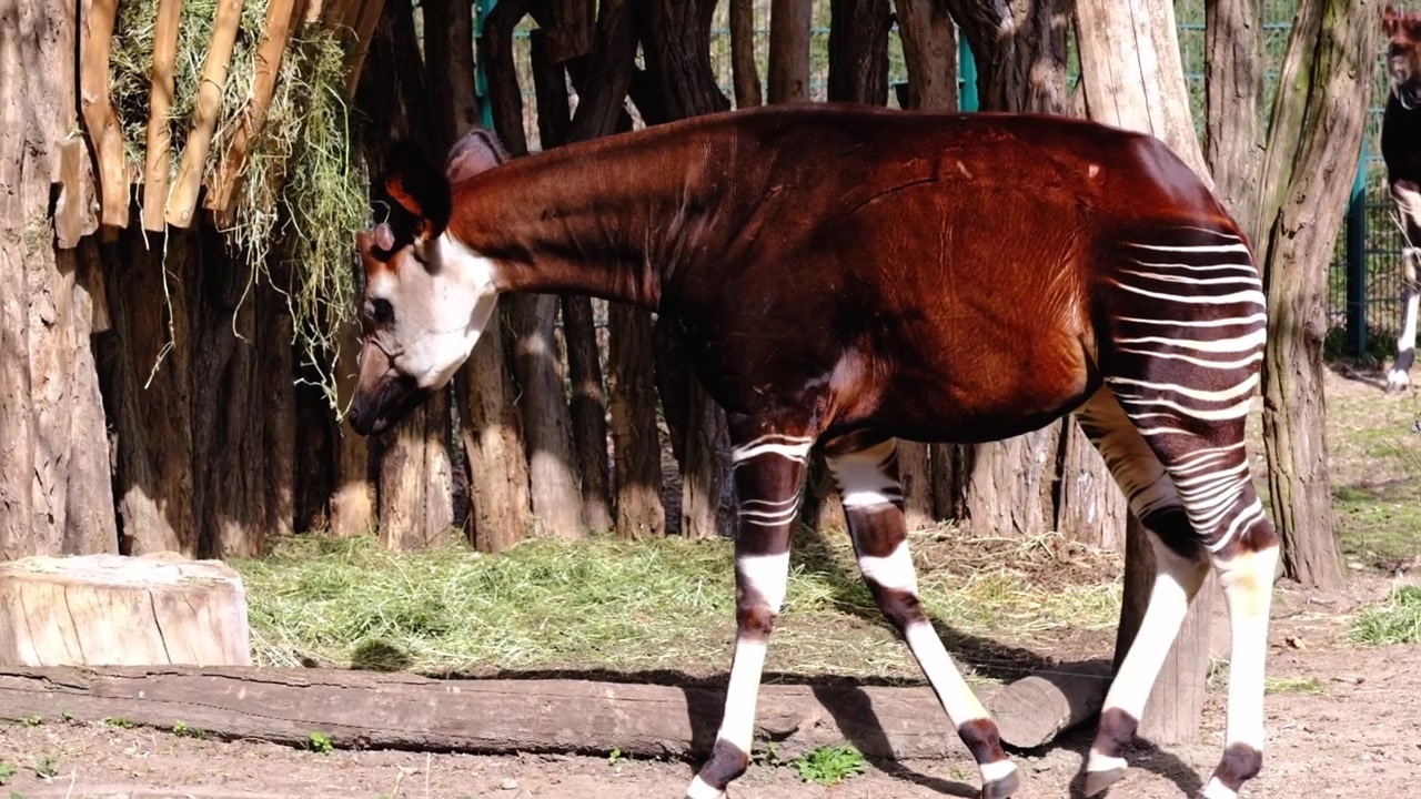 Okapi che cammina in un recinto allo zoo di Berlino