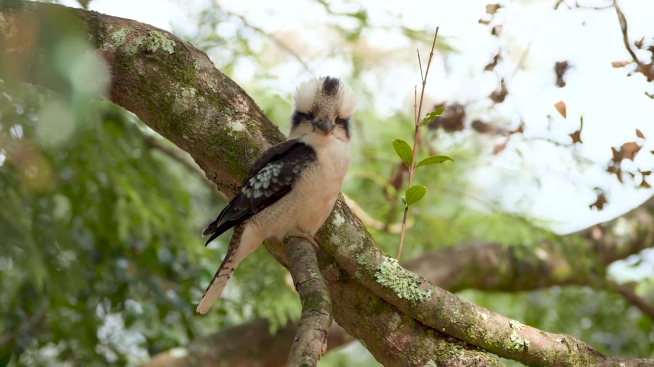 Kookaburra posato su un ramo d'albero che guarda verso la fotocamera a Mt. Tamborine, Queensland, Australia