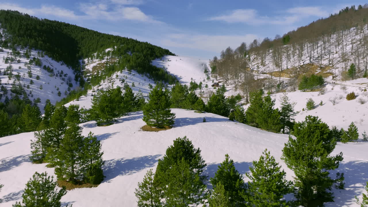 Winter Mountain Landscape with Pine Trees