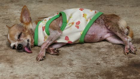 chihuahua resting on concrete floor