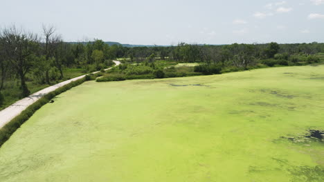 Vibrant-green-layer-of-algae-blooms-on-the-surface-of-Trempealeau-wetlands