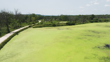 vibrant green layer of algae blooms on the surface of trempealeau wetlands