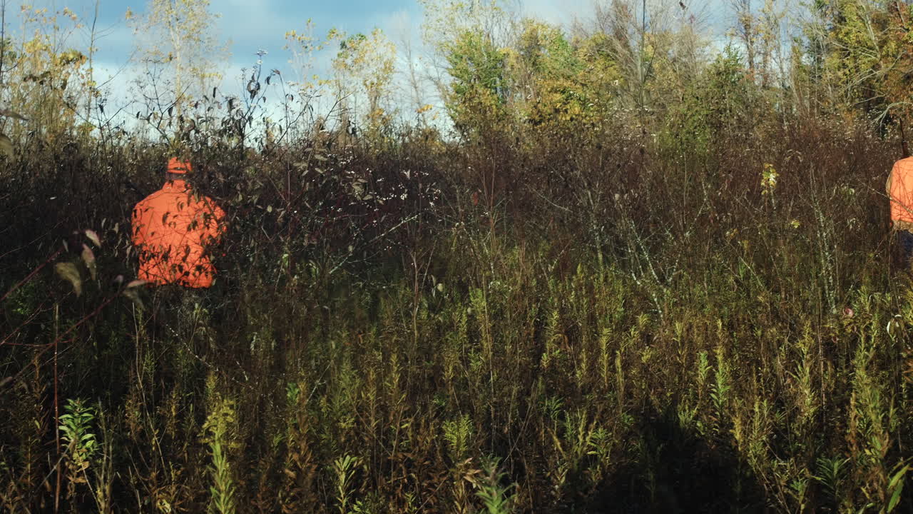 dos hombres que llevan escopetas caminan por el monte con sus perros de caza