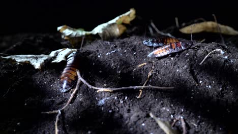 madagascar cockroaches crawling on the soil in the night forest
