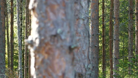 Verschiedene-Baumarten-In-Mischwaldgebieten-In-Nordeuropa