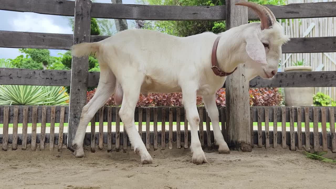White Goat in a Wooden Fence Enclosure
