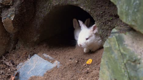 A-fluffle-newborn-bunnies-hiding-in-the-rabbit-hole,-peeking-out-from-its-snug-burrow,-a-precious-baby-white-rabbit-with-fluffy-fur-and-curious-red-eyes-explores-the-world-with-innocence-and-charm