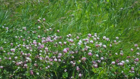 Flores-Silvestres-En-El-Viento