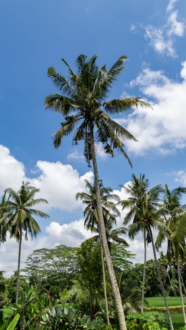 palm trees and tropical rainforest in vertical