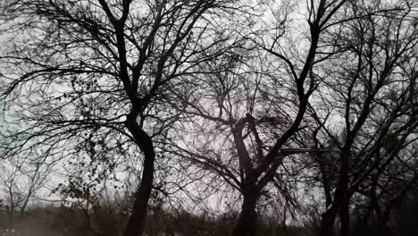 viajando por una carretera rural de texas en cámara lenta con grandes árboles en el fondo mientras nieva