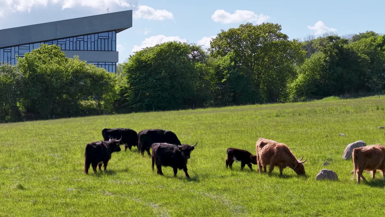 Drone video of grazing cattle in a green pasture near a modern farm building on a sunny day in rural Denmark