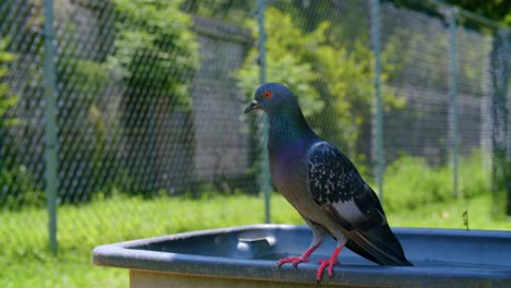 Handaufnahme-Einer-Rotäugigen-Felsentaube,-Die-Auf-Einem-Wasserbad-Thront