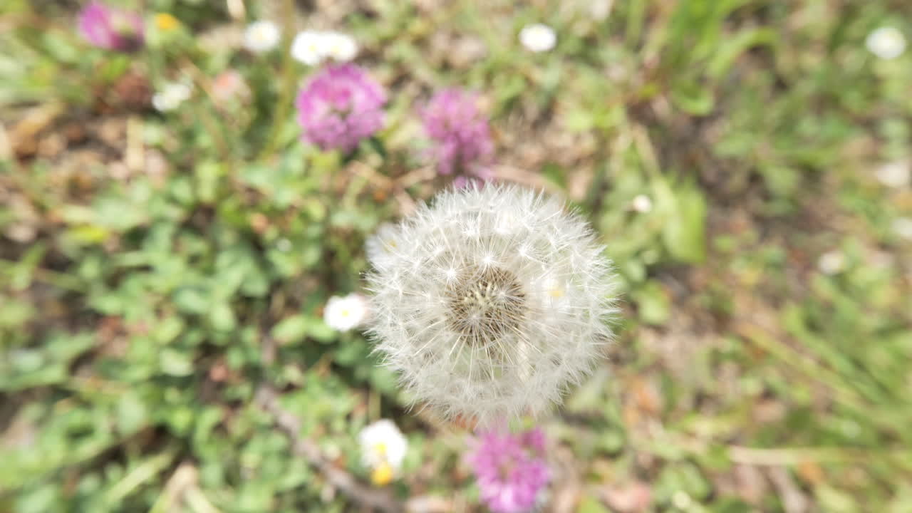 diente de león en la hierba de cerca primavera montpellier