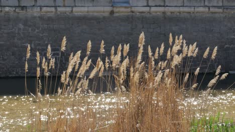 reeds in a river with a stone wall at the background