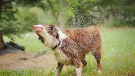 Nasser-Hund-Schüttelt-Wasserspritzer-Ab,-Fliegen-In-Alle-Richtungen