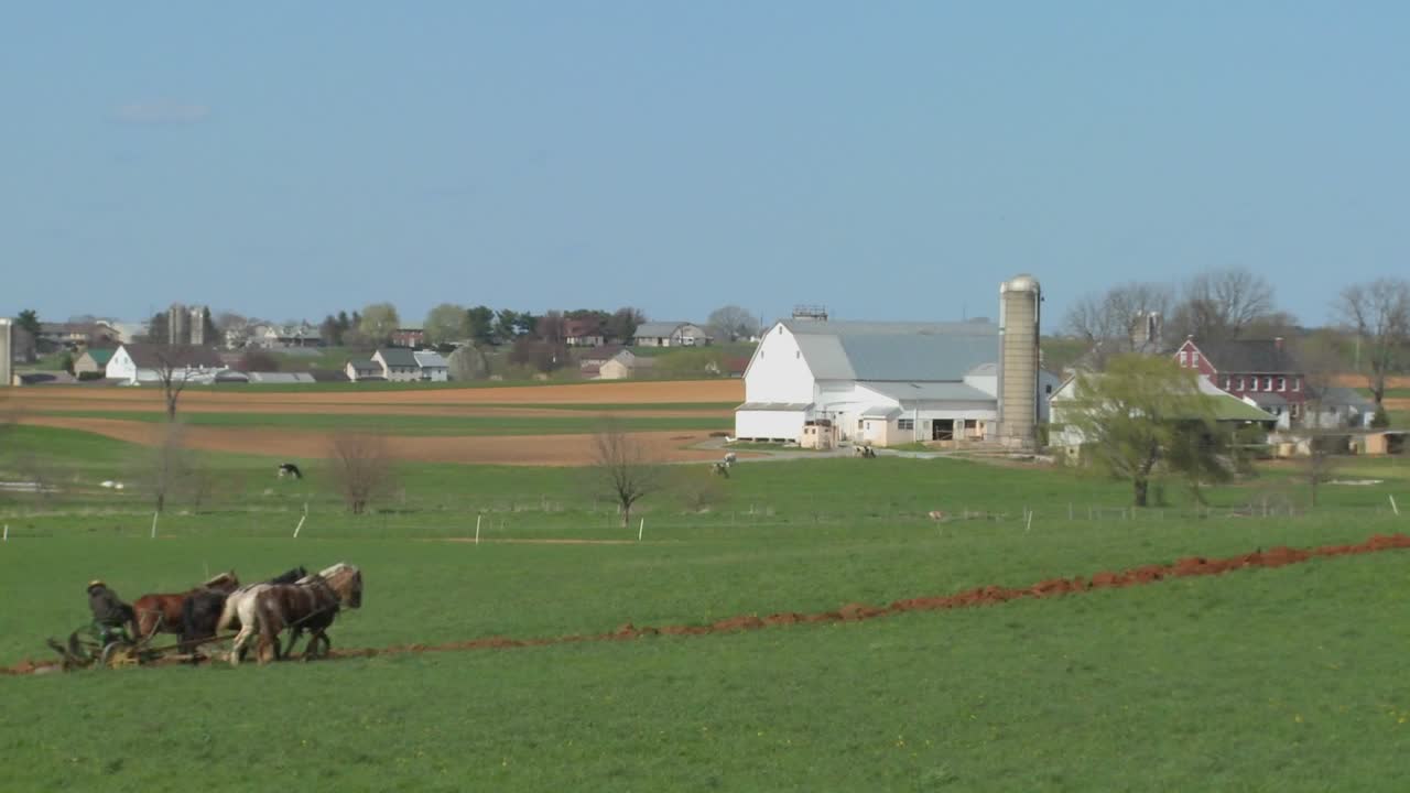 un granjero amish usa caballos para arar sus campos 1