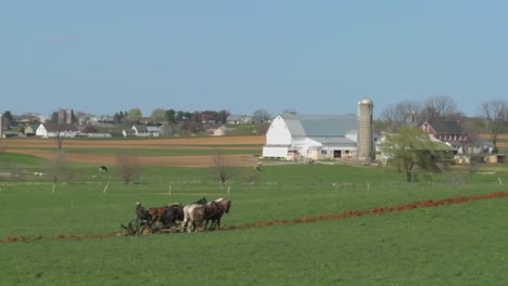 Ein-Amischer-Bauer-Benutzt-Pferde,-Um-Seine-Felder-Zu-Pflügen-1