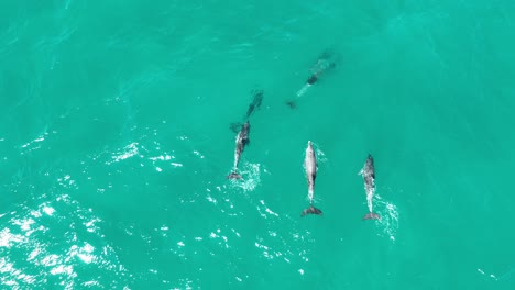 Manada-De-Delfines-Nadando-En-Grandes-Cantidades-A-Través-De-Las-Aguas-Azules-De-La-Isla-North-Stradbroke