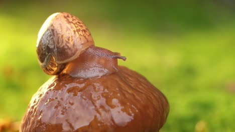 Nahaufnahme-Einer-Schnecke,-Die-Langsam-Im-Sonnenlicht-Des-Sonnenuntergangs-Kriecht.