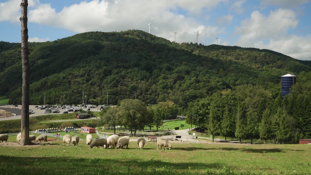 Daegwallyeong Sky Ranch Summertime - Herd of Valais Blacknose and Merino Sheep Grazing Grass on Mountain Hill Field with Scenic View of Green Mountains with Wind Turbines in Backdrop