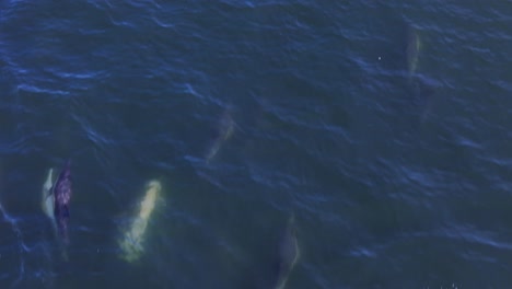 drone clip of dolphins swimming at speed just under the surface of the ocean and jumping out of the water