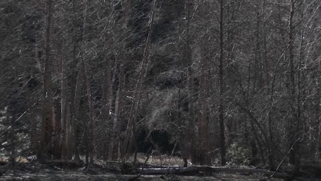 Die-Kamera-Schwenkt-Von-Einem-Kleinen-Bach-Durch-Kahlen-Bäume-Zu-Einer-Steilen-Bergwand,-Während-Es-Sanft-Schneit