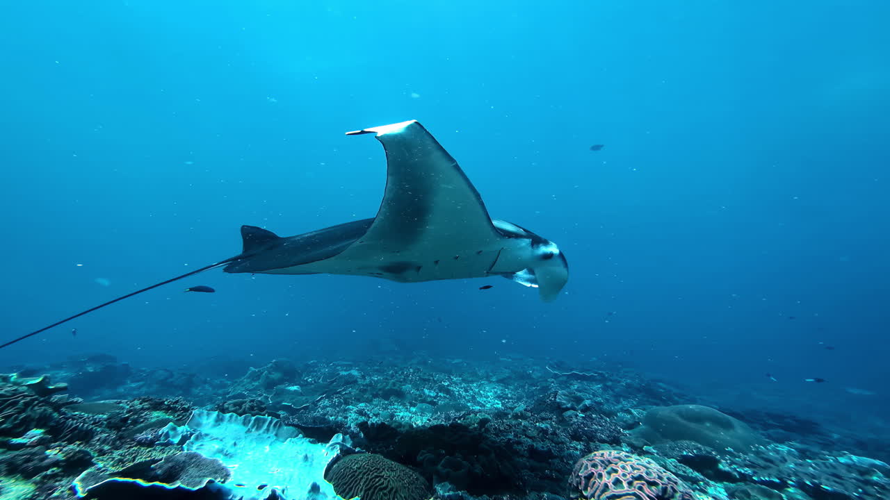 A majestic manta ray swimming in clear blue water, gliding over a bright and healthy coral reef with red and purple corals