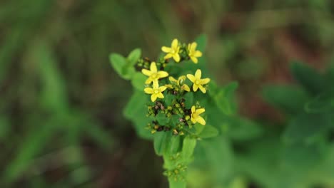 overhead view of a spotted st john’s wort plant with yellow flowers, close up