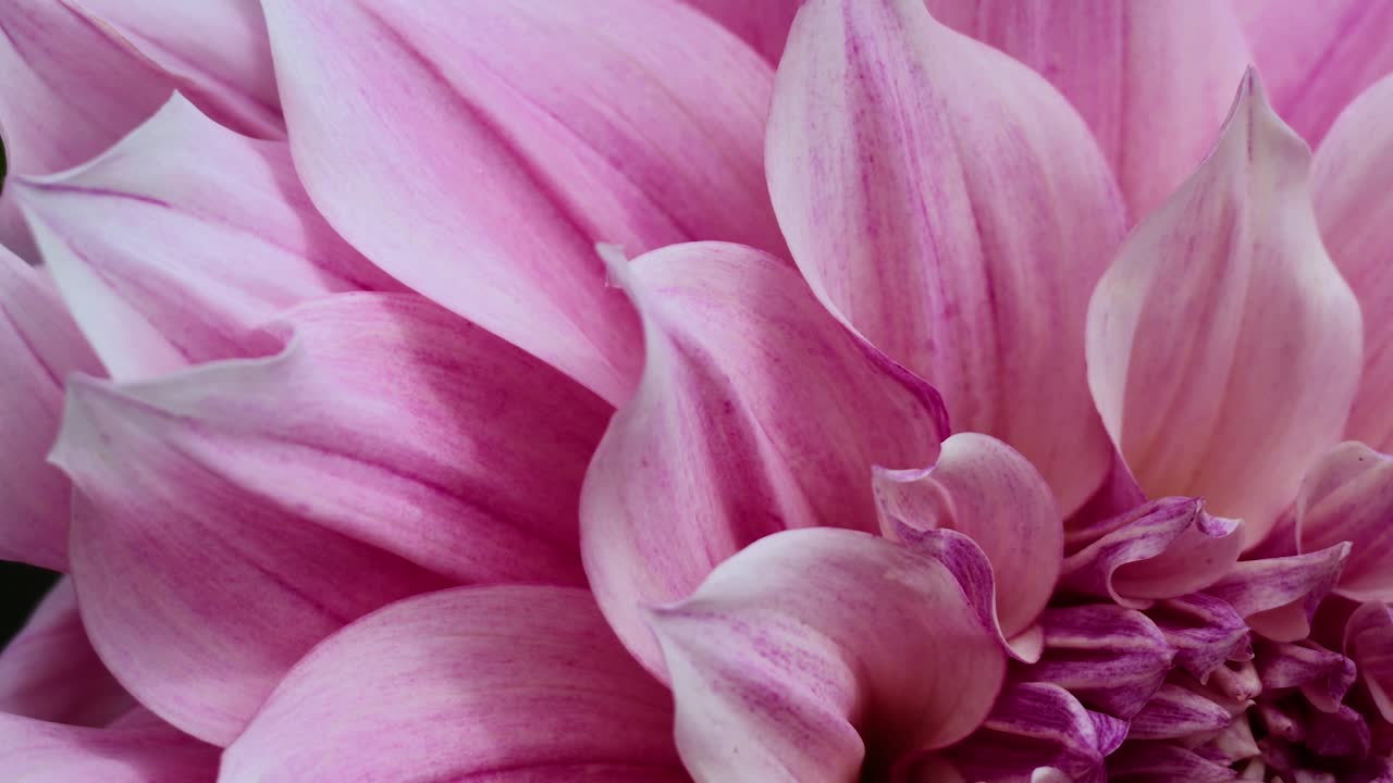 primer plano de una flor de dahlia rosada en flor